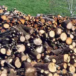Legna da ardere, un combustibile ecologico e rinnovabile!