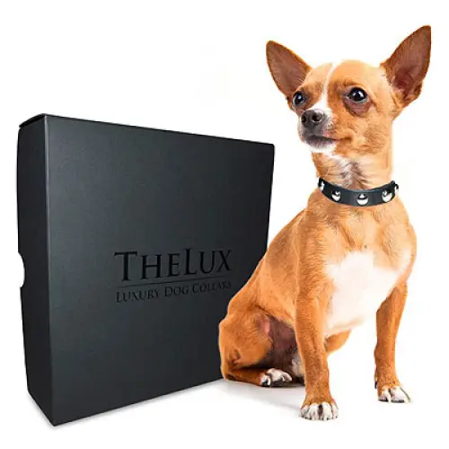 The Lux: esperienza e qualità al servizio del vostro cane