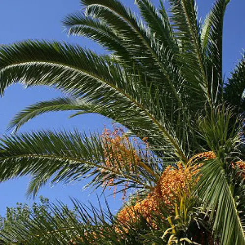 Cos'è e come funziona l'endoterapia