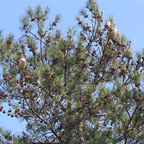 Come debellare la Processionaria del Pino