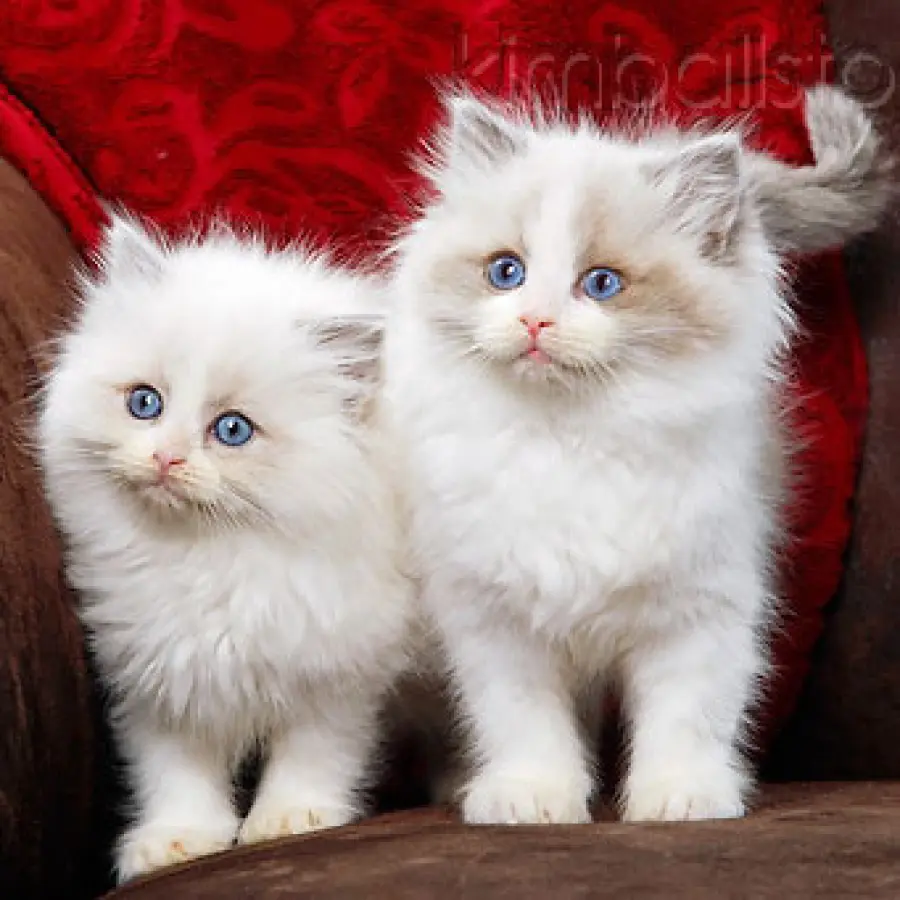 Intelligente e tenero, il gatto di razza Ragdoll ti stupirà