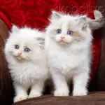 Intelligente e tenero, il gatto di razza Ragdoll ti stupirà