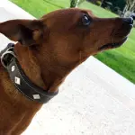 Collari artigianali finemente realizzati, a voi il lusso dei prodotti TheLux