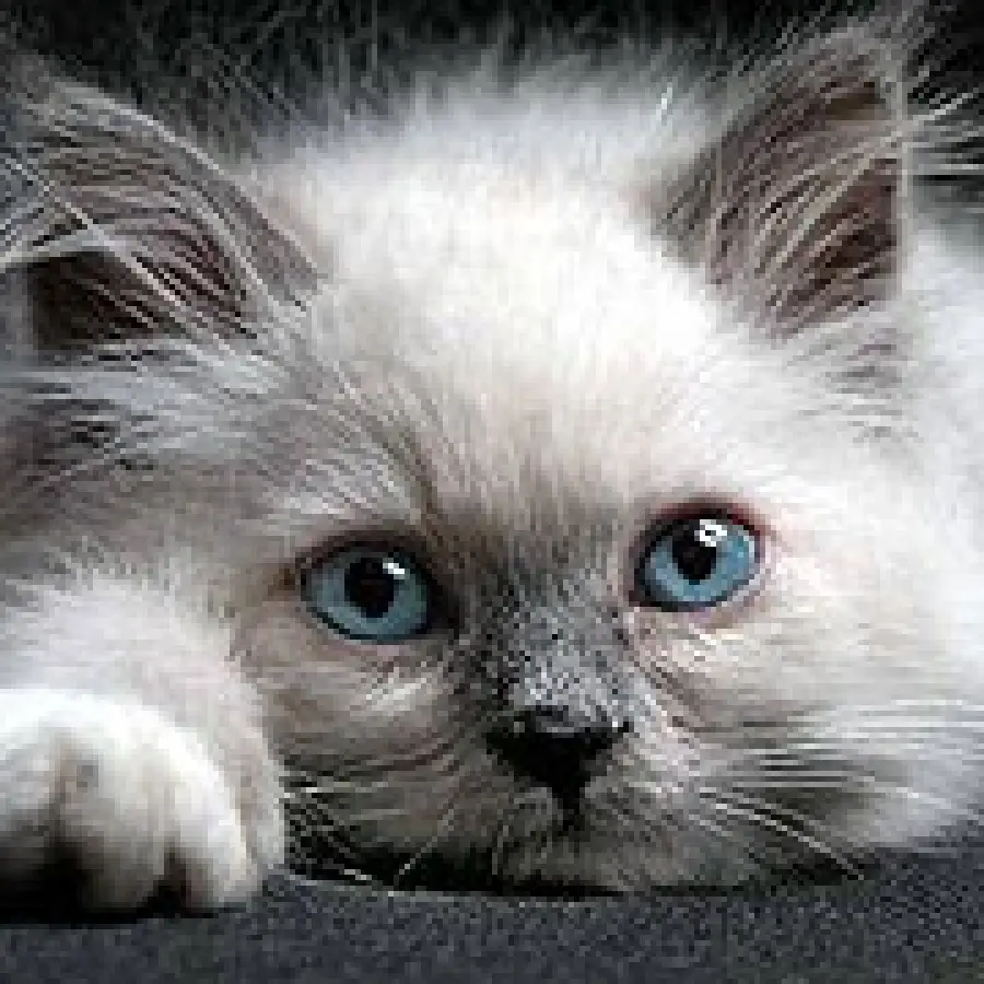 Il Sacro di Birmania, un gatto adatto ai bambini