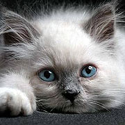 Il Sacro di Birmania, un gatto adatto ai bambini