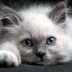 Il Sacro di Birmania, un gatto adatto ai bambini
