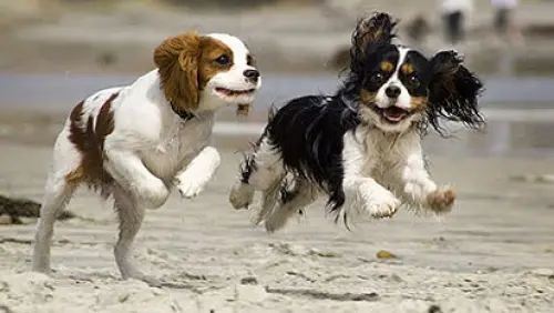 Cuccioli e allevatori di fiducia