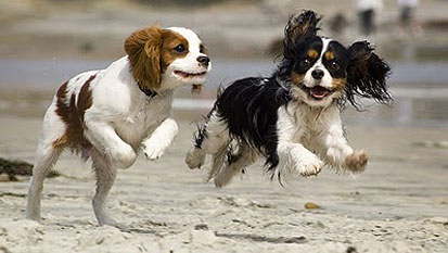 Cuccioli e allevatori di fiducia