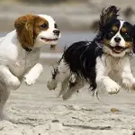 Cuccioli e allevatori di fiducia