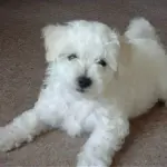 Allevamento Piccoli & Belli alla riscossa: arrivano i cani di piccola taglia.