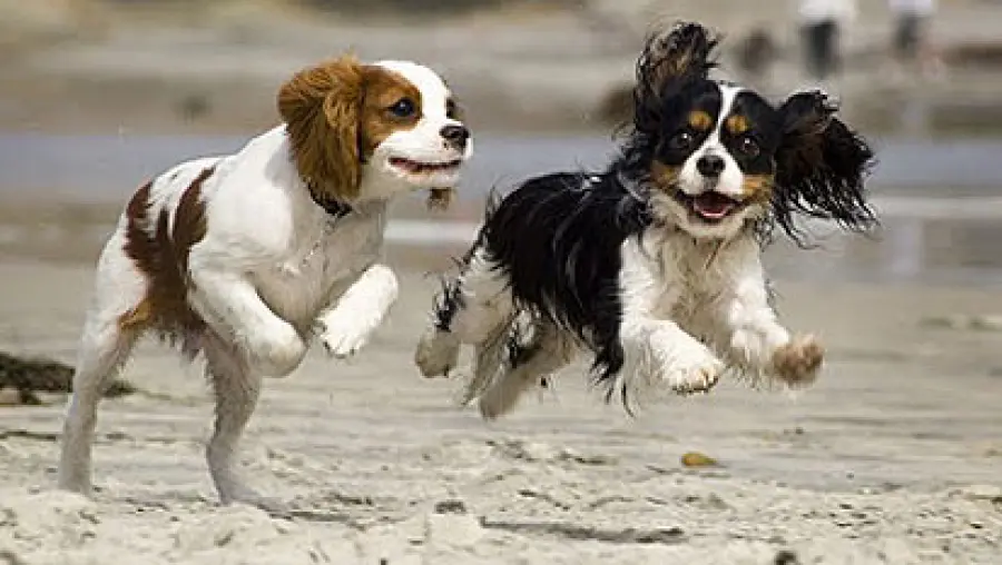 Cuccioli e allevatori di fiducia