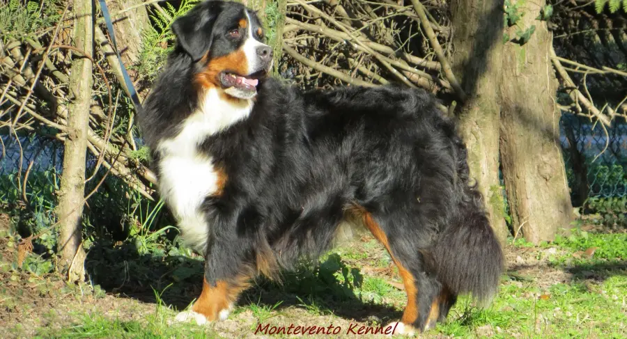 Bovaro del Bernese: cane da guardia sì o no?