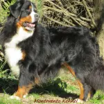 Bovaro del Bernese: cane da guardia sì o no?