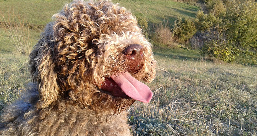 Il rischio di estinzione del Lagotto Romagnolo