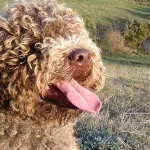 Il rischio di estinzione del Lagotto Romagnolo