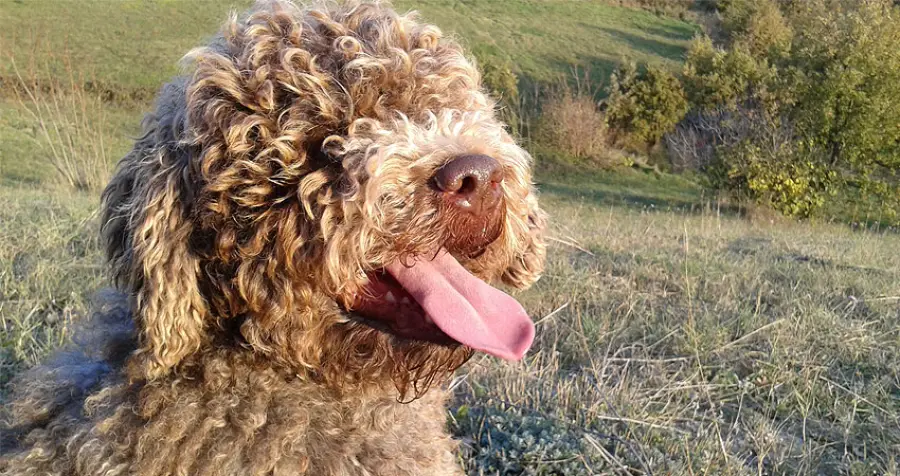 Il rischio di estinzione del Lagotto Romagnolo