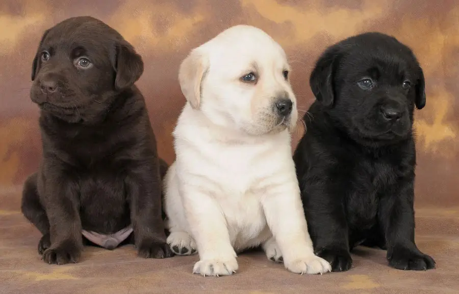 Labrador Retriever: il cane ideale per la famiglia