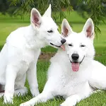 Il costo motivato di un cucciolo di razza