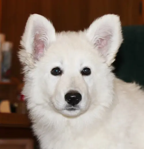 Come scegliere l'allevatore di Pastore Svizzero