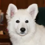 Come scegliere l'allevatore di Pastore Svizzero