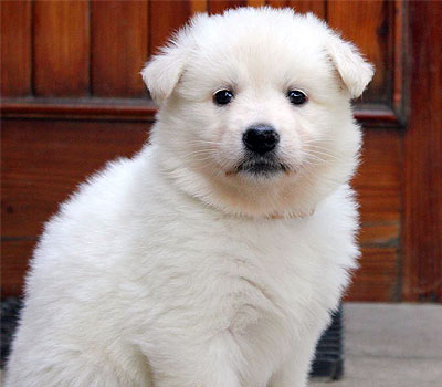 Pastore svizzero bianco e il bravo allevatore.