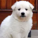 Pastore svizzero bianco e il bravo allevatore.