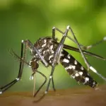 In Romagna nasce una app per scoprire le aree delle disinfestazioni per la zanzara tigre