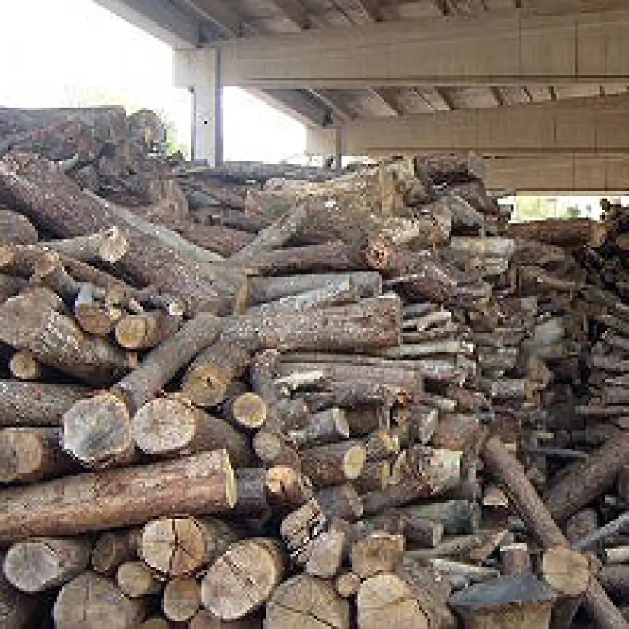 Le migliore essenze come legna da ardere: querce e faggio dell'Emilia Romagna