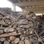 Le migliore essenze come legna da ardere: querce e faggio dell'Emilia Romagna