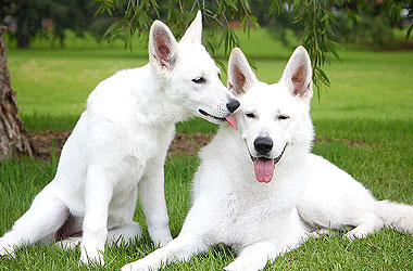 Il prezzo di un cucciolo di razza: pastore svizzero bianco