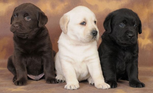Labrador Retriever: il cane ideale per la famiglia