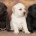 Labrador Retriever: il cane ideale per la famiglia